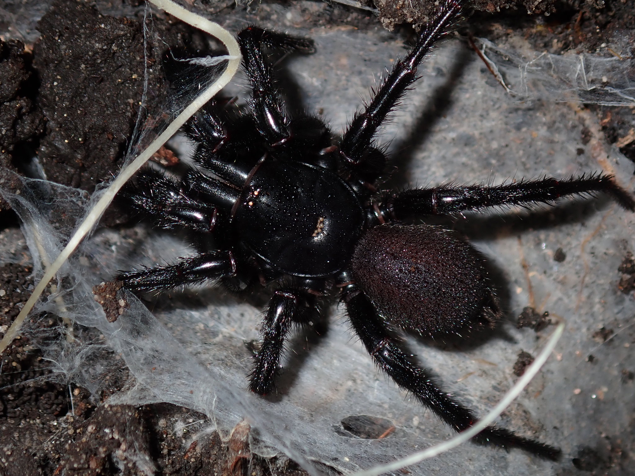 Atrax Robustus Sydney Funnel Web Spider The Dictionary Of Sydney