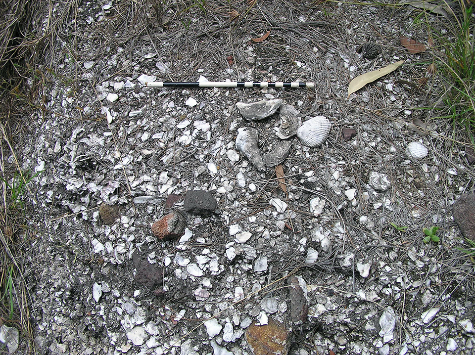 Surface Of Shell Midden At Berowra Waters The Dictionary Of Sydney