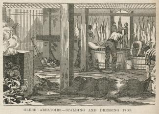 Scalding and dressing pigs at Mr D O'Connell's pig-killing pens, Glebe Island abattoir, 1879  Australian town and country journal, 7 June 1879, p 1088